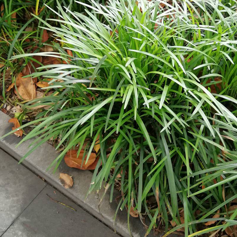 【兰花.三七】铺地宿根耐热寒四季常青易养易活户外花卉绿化植物