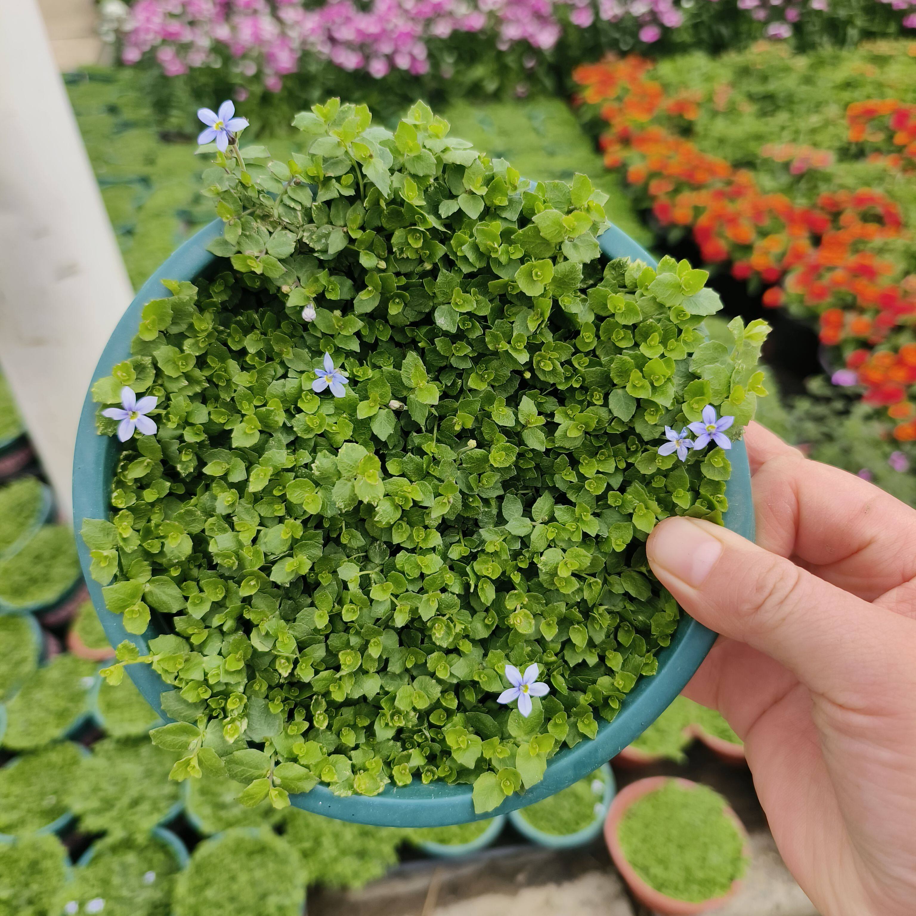 新半边枝莲超长花期低维护低矮地被蓝色系列户外地被宿根花卉多年