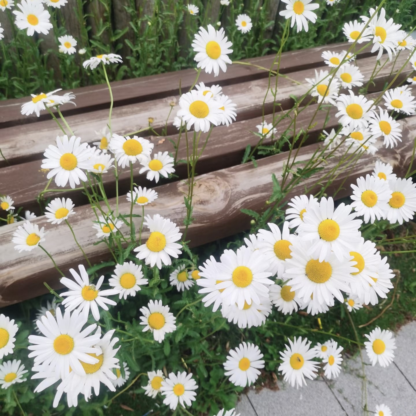 2026新上大滨菊盆栽多年生耐寒花镜宿根花卉花量大长势快花期长