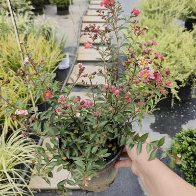 带花苞阳台庭院松红梅盆栽