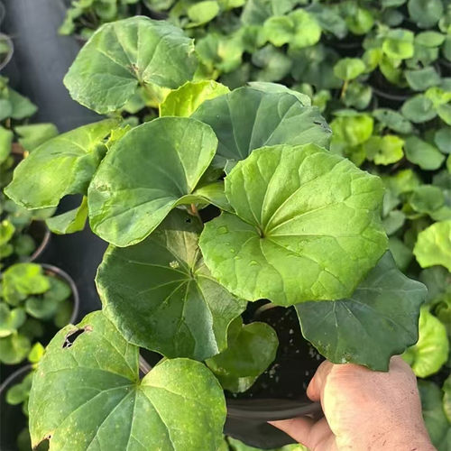 零下20耐荫常绿四季盆栽苗庭院