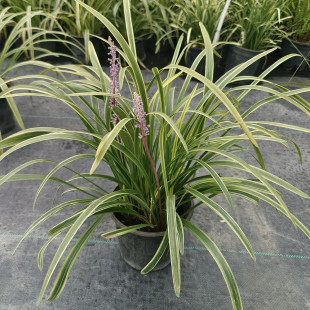 阔叶金边麦冬多年生四季常青耐寒耐阴好养植物花卉绿植树下镶边包