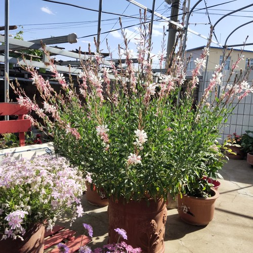 冬千鸟花山桃草盆栽耐寒多季开