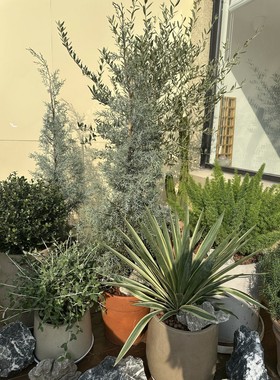 高档象牙丝兰蓝剑柏水果兰耐寒好活净化空气年货植物花卉