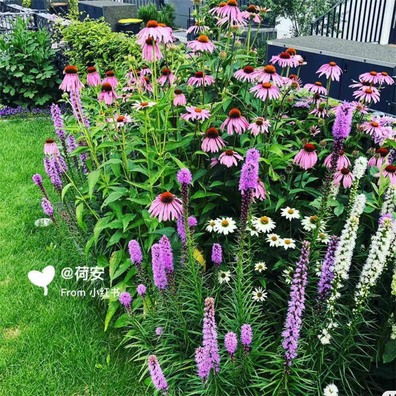 东北宿根花卉小能手蛇鞭菊多年生耐寒绿化盆栽大苗带花苞好养易种