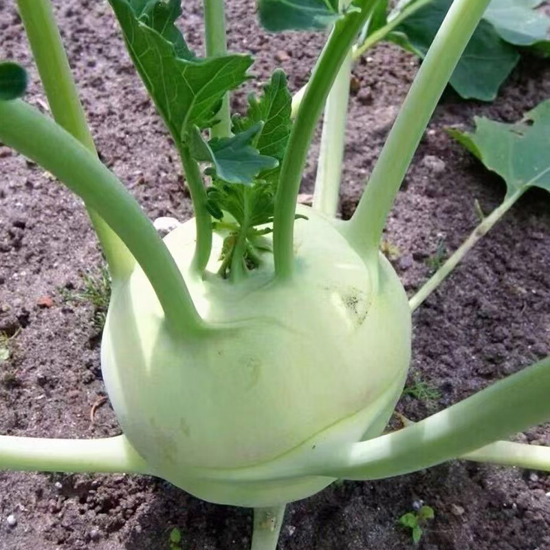 新鲜现砍苤蓝菜疙瘩芥兰头