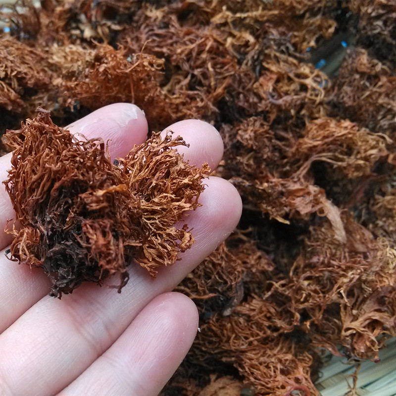 干货树毛菜100g 野生山货水寨精品树花树衣苔藓食材新奇云南蔬菜