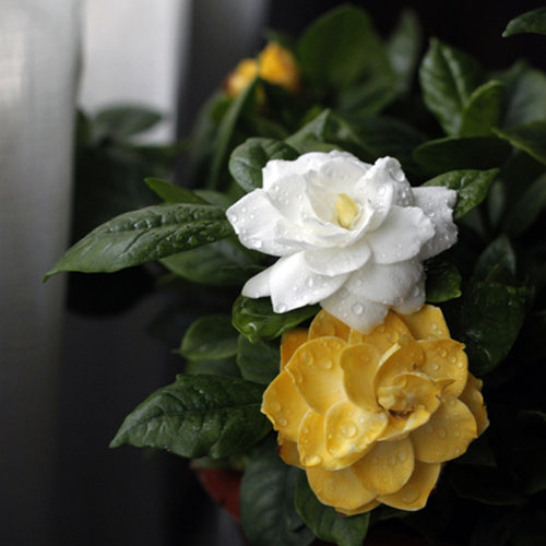 栀子花盆栽花卉植物室内带花苞阳台绿植浓香型大树苗四季开花好养