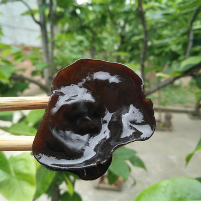 四川黑木耳木耳小木耳
