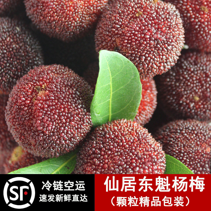 露天正宗仙居杨梅新鲜东魁大杨梅鲜果浙江当季水果现摘现发特级