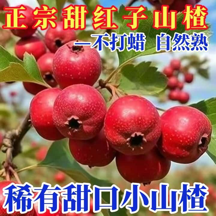 甜红子山楂新鲜采摘甜山楂糖雪球迷你糖葫芦专用甜山楂包邮