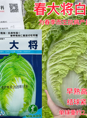 春大将春种大白菜种子杂交早熟耐抽苔早熟黄感好春季秋季蔬菜种籽