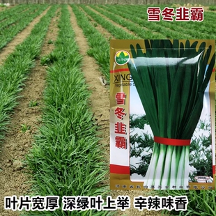 雪冬韭霸韭菜种子中科院培育抗寒不休眠四季播家庭阳台河南韭菜籽