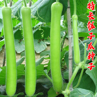 长瓠瓜种子耐寒耐热瓠子蒲瓜抗病高产户子瓜四季种植早生蔬菜种籽