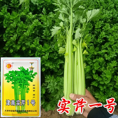 津南实芹实心高产芹菜种子