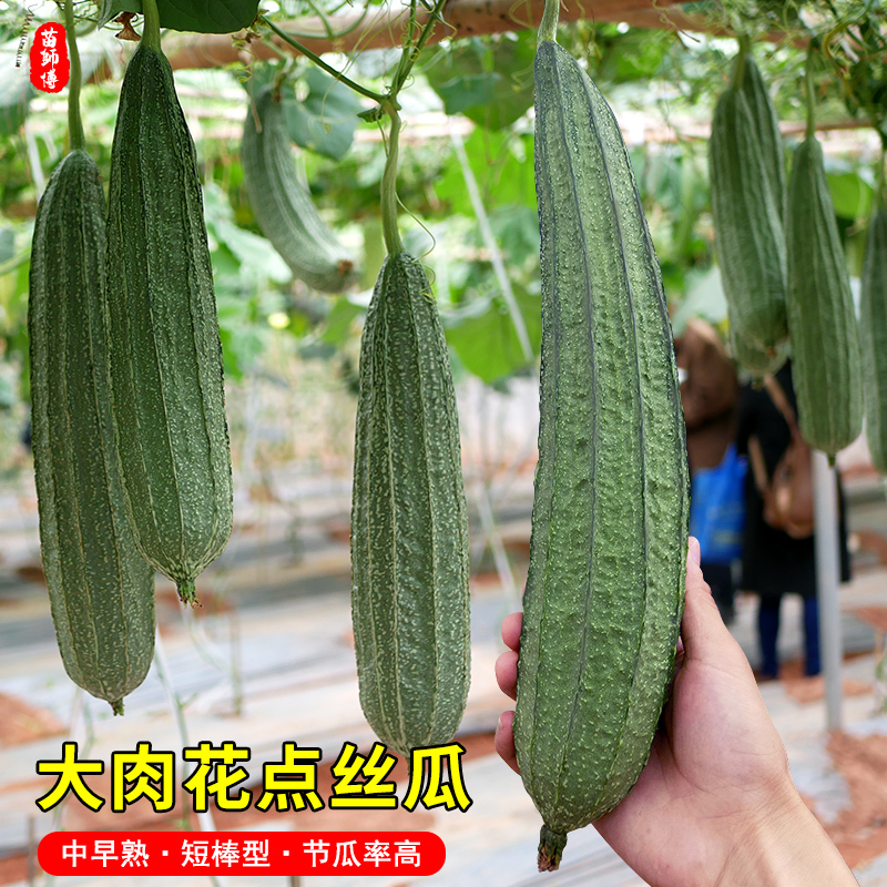 特大花点大肉棱丝瓜种子