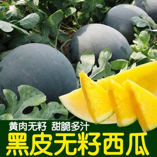 四季种植蔬菜瓜果种子 西瓜种子 无籽西瓜种子 黑皮黄壤无子西瓜