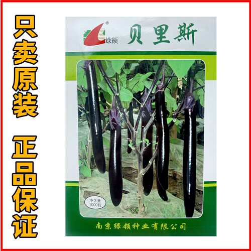 绿领贝里斯茄子种子白绿肉黑紫长茄种子早熟耐低温春秋播种蔬菜籽