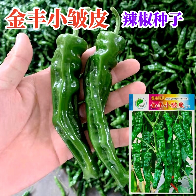 早熟金丰小皱皮辣椒种子辣味浓口感好香味佳薄皮耐低温春秋两用种