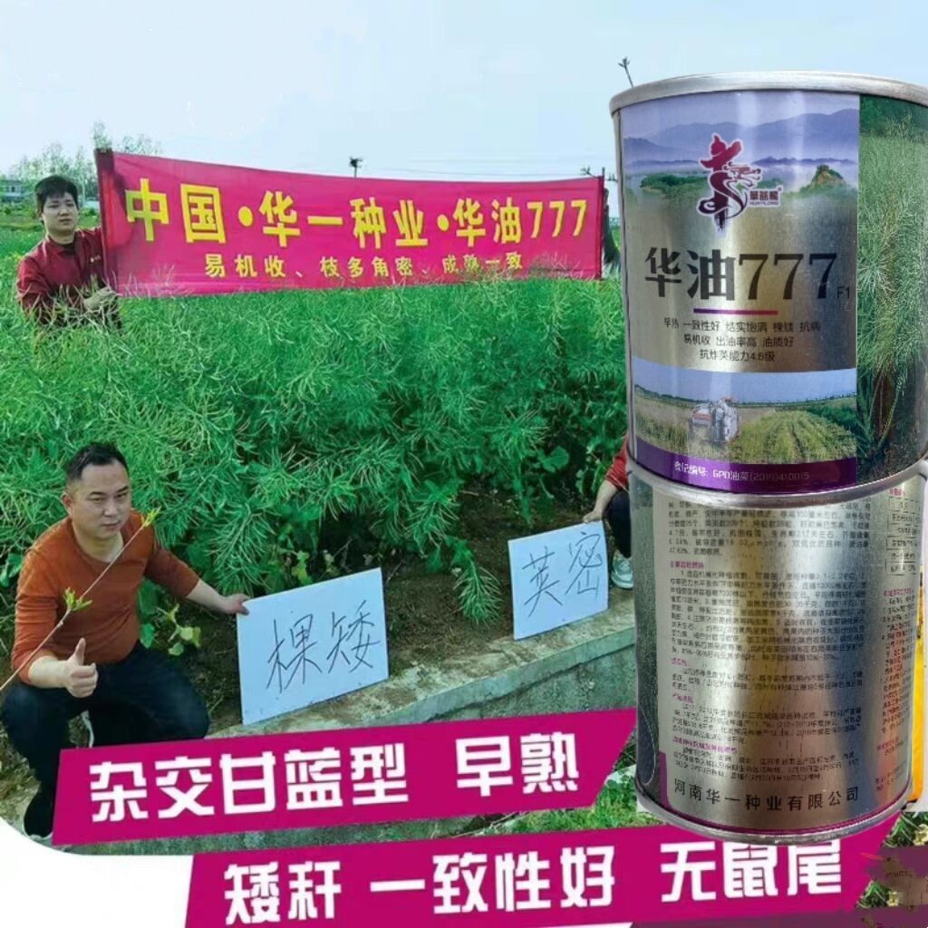 华油777杂交油菜种子矮杆耐寒抗旱抗倒伏农家大田高产榨油油菜籽