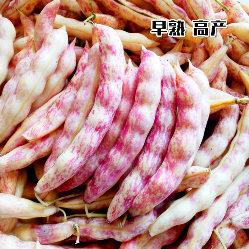 农家四季豆角种子