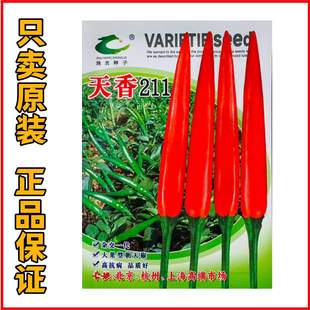 天香211大果朝天椒种子单生早熟大朝天辣椒小米辣种子籽青红两用