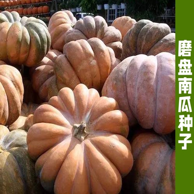 磨盘南瓜南瓜种子老品种南瓜