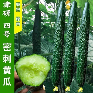 津研四号黄瓜种子绿皮绿肉抗热密刺青瓜籽阳台菜园大田水果蔬菜孑