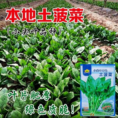 小尖叶菠菜四季菠菜秋冬耐寒