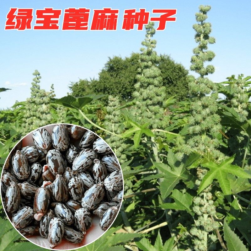 中药材蓖麻种籽绿蓖麻籽手工净选蓖麻籽种子饱满野生大蓖麻子油