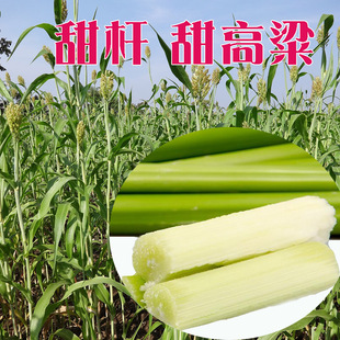 北方甘蔗种子甜杆 甜高粱 芦栗 甜秫秸 糖高粱种子 脆甜多汁