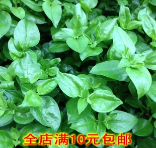 穿心莲种子田七菜种子食用菜用四季蔬菜秋季种冰菜藤三七种子