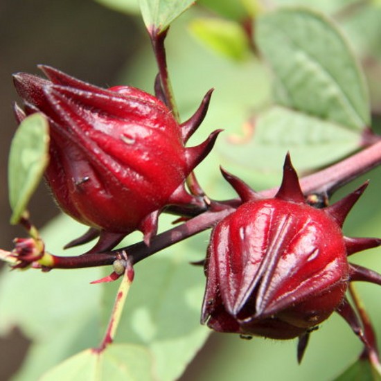 【食用洛神花种子】红桃K种子 玫瑰茄花草茶种子容易种植