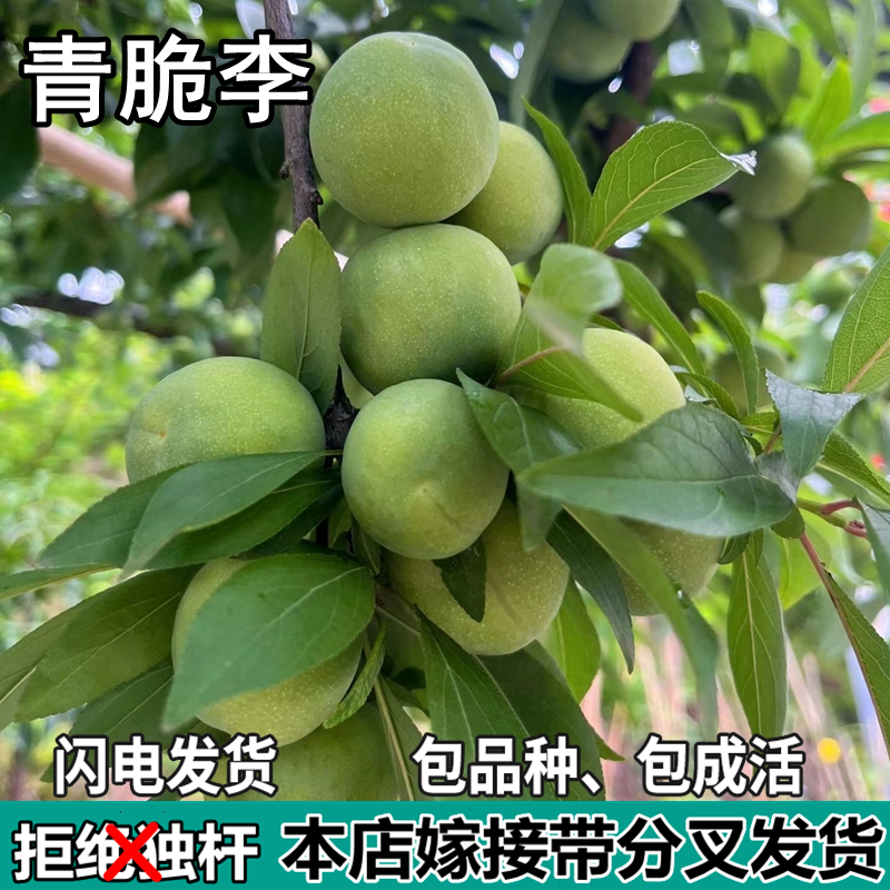青脆李子苗树南北方地栽庭院阳台盆栽种植嫁接李子果树苗当年结果