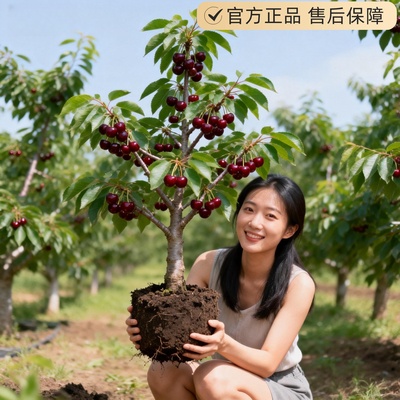樱桃树苖当年结果北方耐寒矮化红妃樱桃树苗盆栽南方特大嫁接树苗