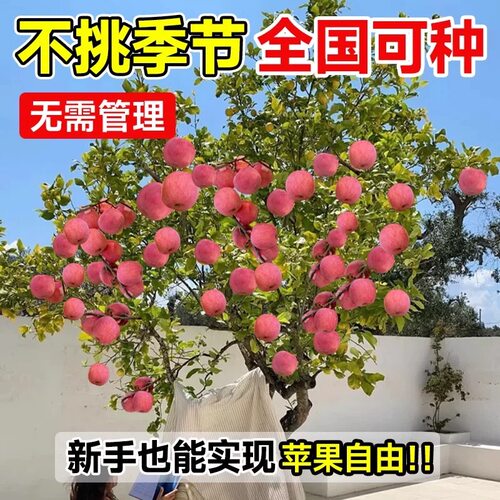 苹果树果苗大树嫁接红富士冰糖心树苗活地栽南北方果树当年结果树