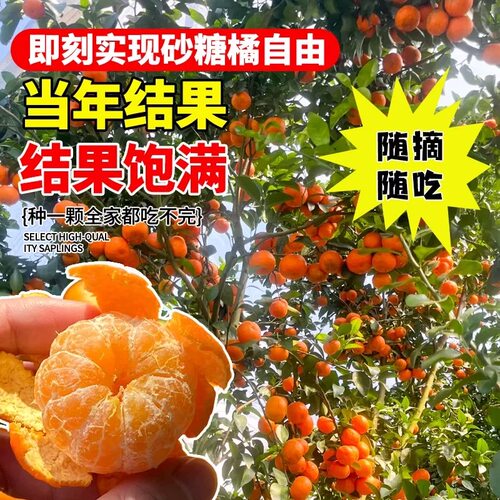橘子树苗无籽沙糖橘嫁接桔子特大果树活苗南北方种植庭院盆栽种植