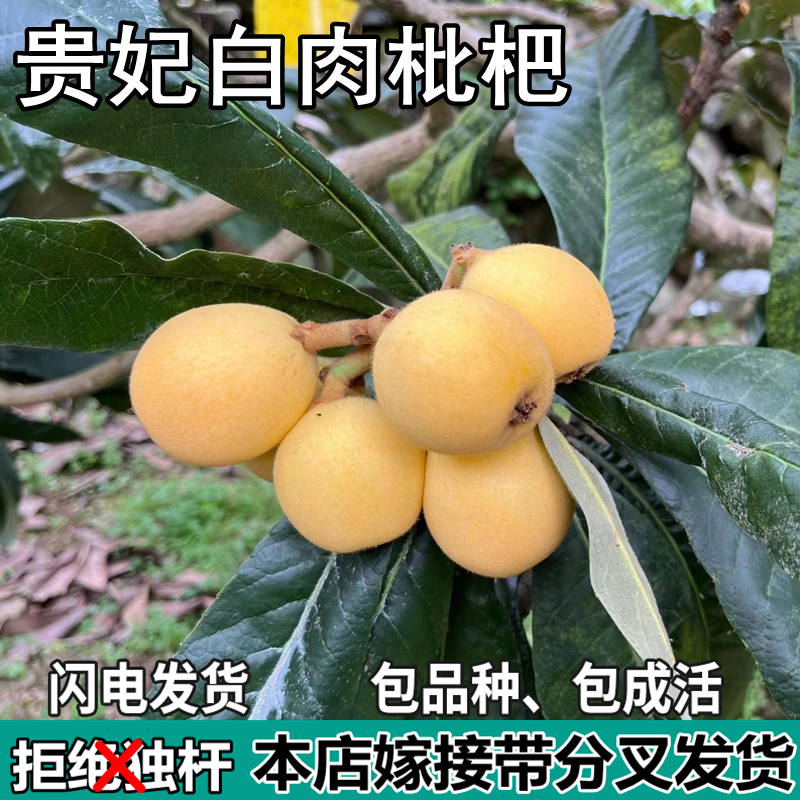 贵妃白肉枇杷苗树盆栽嫁接无核枇杷果树苗南北方种植地栽当年结果