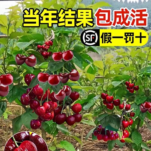 车厘子苗特大樱桃树苗黑珍珠南北方种植盆栽矮化庭院果树正宗果苗
