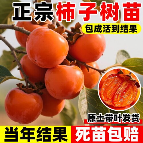 火晶柿子树苗柿子树果特大号庭院果树苗北方耐寒嫁接苗南方脆甜柿