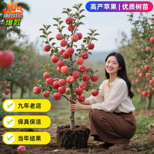 苹果树苗嫁接矮化苹果苗南北方种植瑞香红瑞雪红富士地栽当年结果