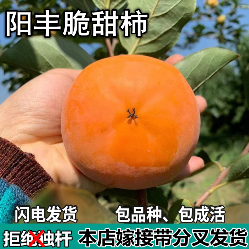 阳丰甜柿子树苗南北方庭院地栽盆栽种植特大嫁接果树活苗当年结果