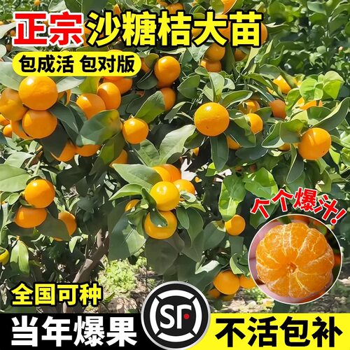 沙糖桔子树苗南方北方种植广西砂糖橘树苗橙子无籽正宗橘子树果苗