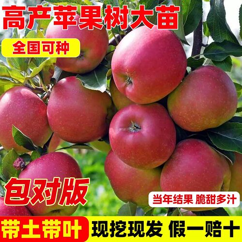 苹果树果苗嫁接富士冰糖心种植苗北方耐寒矮化苗南北地栽庭院盆栽
