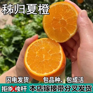 夏橙苗树南北方庭院盆栽地栽种植苗嫁接甜橙子特大果树苗当年结果