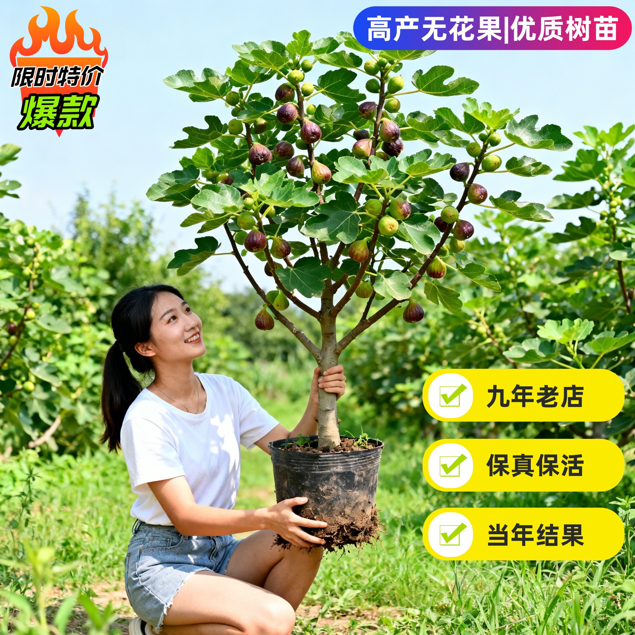 布兰瑞克无花果树果苗盆栽芭劳奈杜鲁卡独太丰产黄波姬红盆栽发货