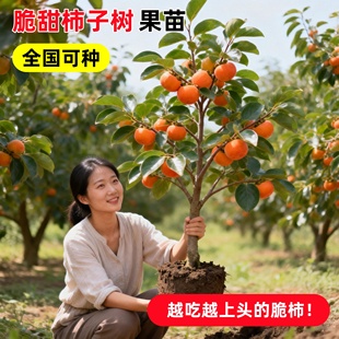 无核脆甜柿子树果苗嫁接庭院果树特大号盆栽矮化耐寒火晶柿子树苗