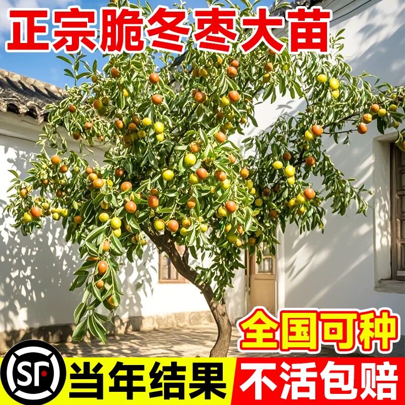 枣树活苗大枣带土球南北方沾化冬枣大树庭院矮化嫁接苗超甜特大号