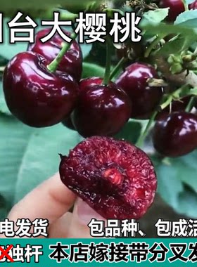 烟台大樱桃树苗南北方地栽矮化特大果嫁接车厘子树苗盆栽当年结果