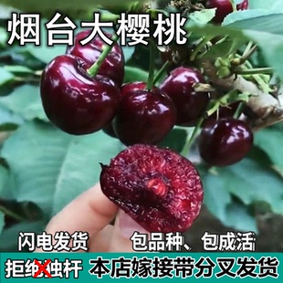 烟台大樱桃树苗南北方地栽矮化特大果嫁接车厘子树苗盆栽当年结果
